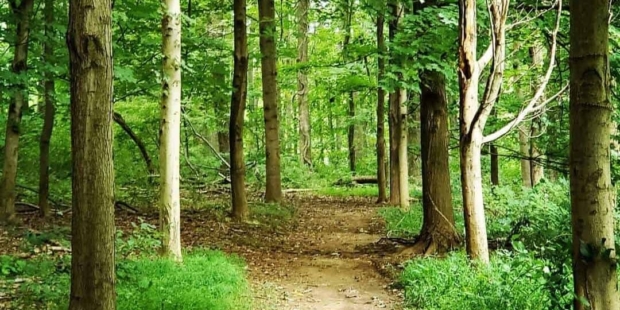 Trees in forest.