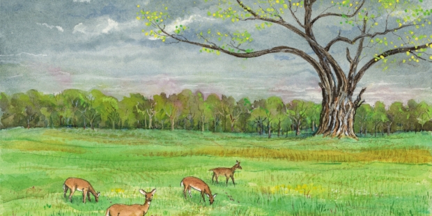 Drawing of tree and deer in field.