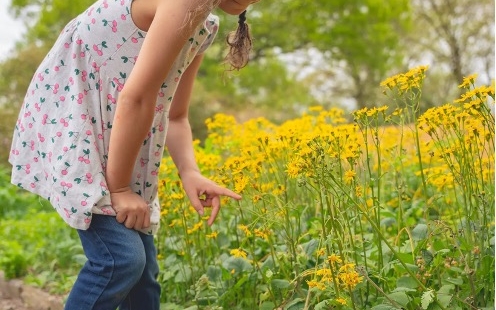 Little Explorers - Flowers!