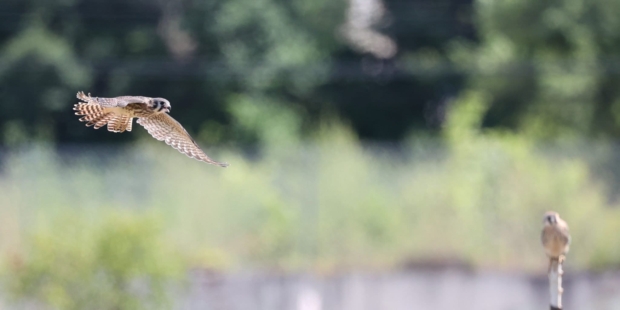 Bird flying in field.