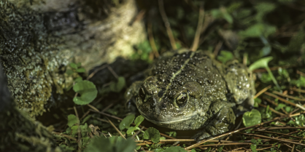 Toad