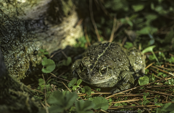 Volunteer: Toad Detour
